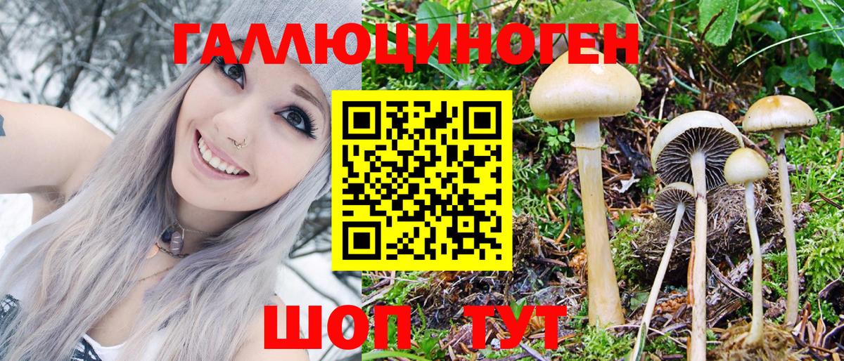 Буйнакск  Псилоцибиновые грибы GOLDEN TEACHER  Псилоцибиновые грибы Cubensis  Вход с VPN 